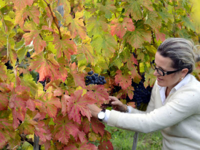 bredovi-masciarelli-013