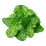Menta Menta